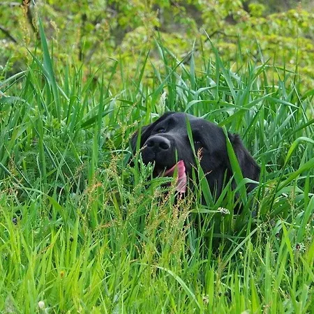 Auf Dem Sohlberg Dom wakacyjny